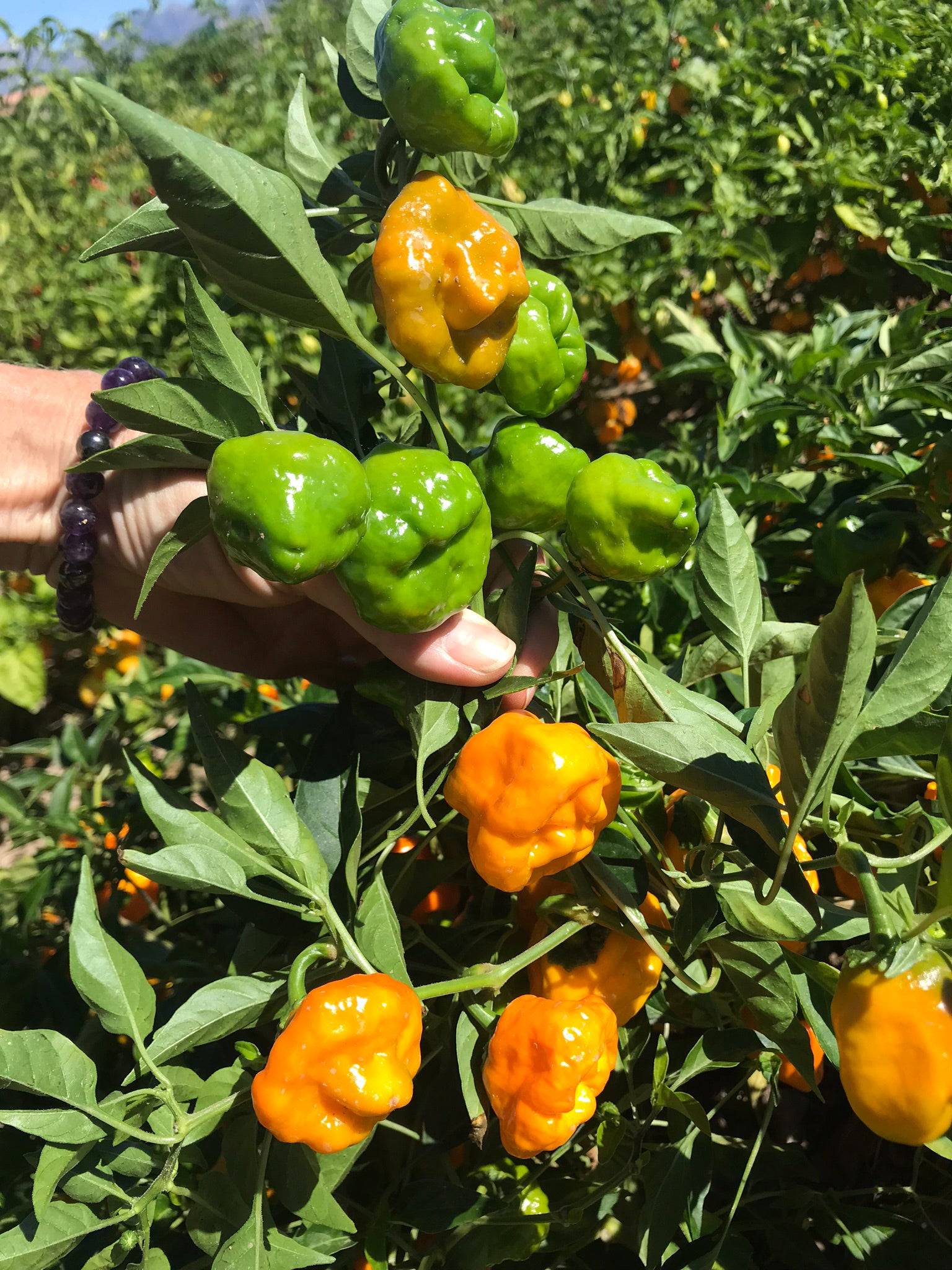 planting scotch bonnet pepper seeds Jamaican Hot Yellow Pepper Seeds - Heirloom & Spicy