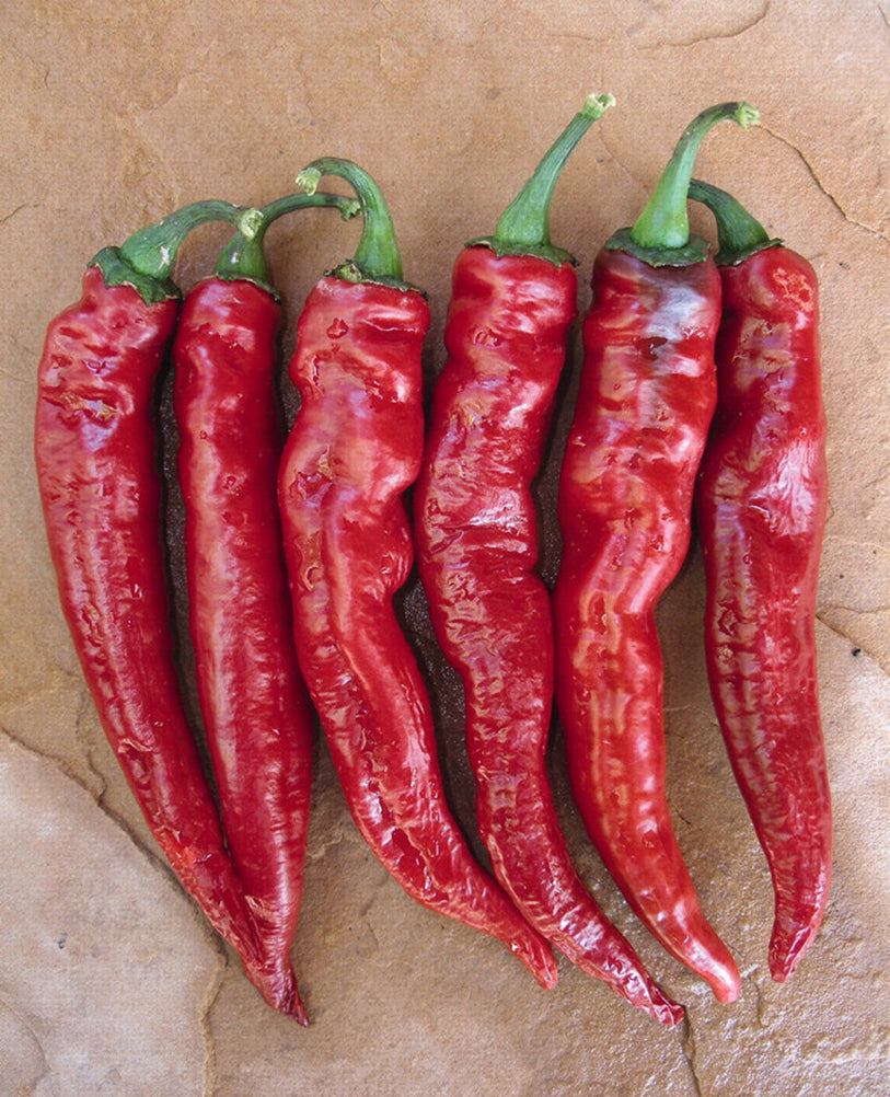 Fully ripened red Cayenne NuMex Las Cruces peppers with wrinkled skin, perfect for drying or grinding into spice blends.