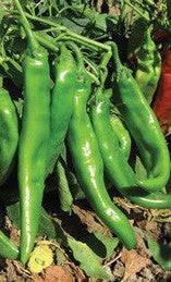 Cluster of green Big Jim Legacy chile peppers growing on plants, perfect for bulk seed buyers seeking authentic New Mexico flavor.