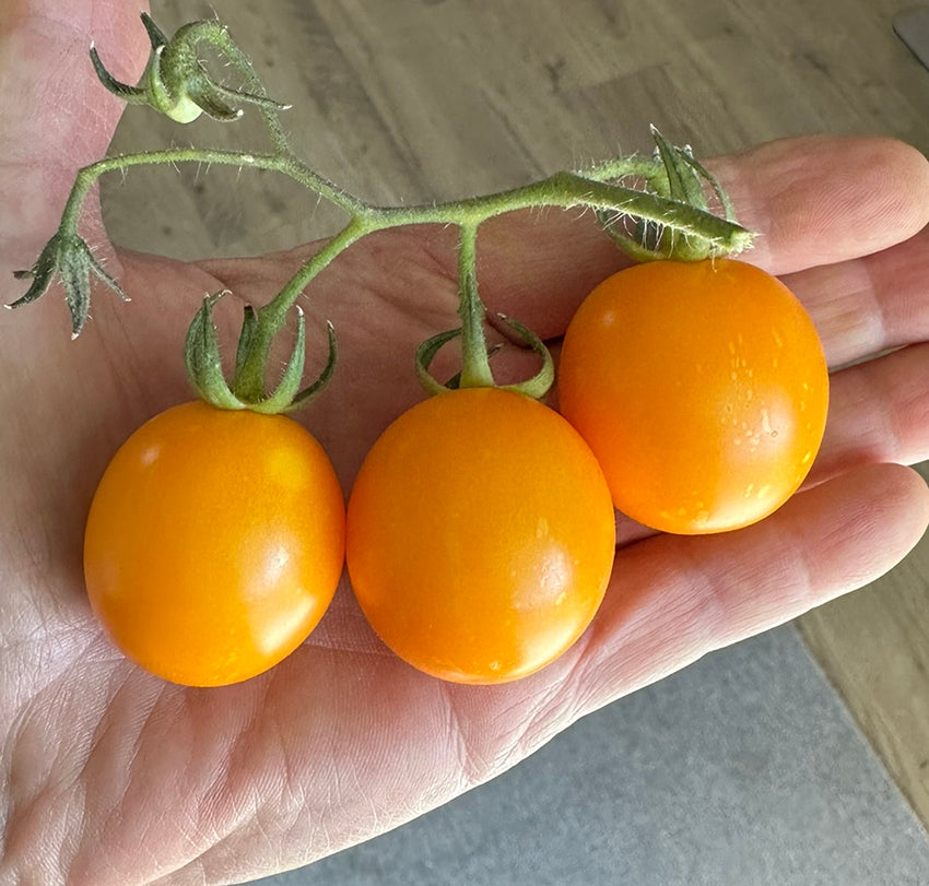 Three small, round, bright orange-yellow cherry tomatoes on the vine held in a person's hand, with a blurred indoor background.