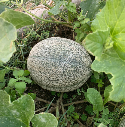 best time to plant cantaloupe seeds Hale's Best Jumbo Seeds - Cantaloupe Muskmelon