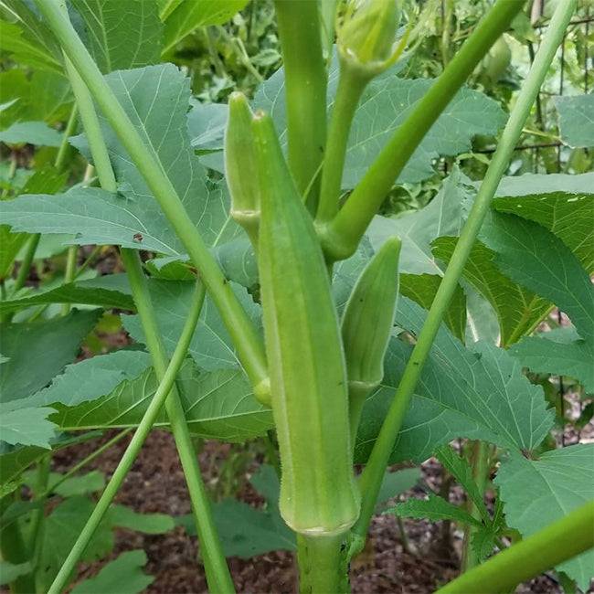 Okra - Clemson Spineless Seed – Sandia Seed Company