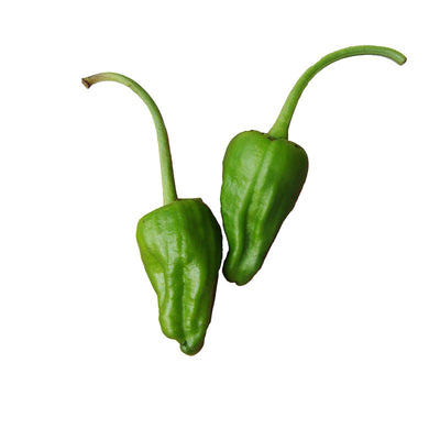 Padrón Pepper Seeds - Spanish Gourmet Sweet Heirloom - Quick & Productive