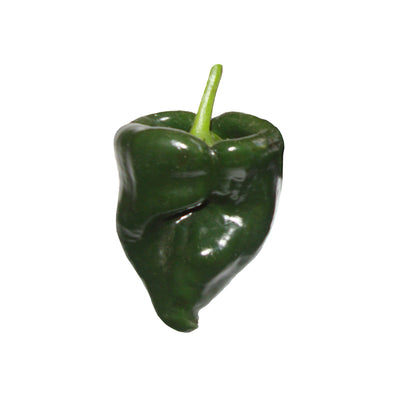 Single dark green poblano pepper with glossy skin, ideal for stuffing and grown from heirloom poblano pepper seeds with mild heat.