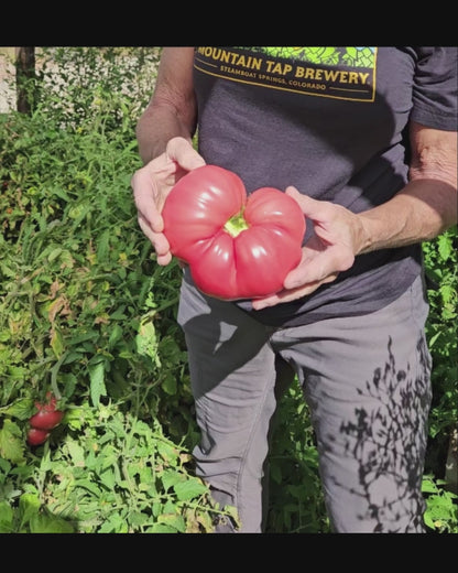Mortgage Lifter Tomato Seeds - Huge Tasty Beefsteak - Heirloom
