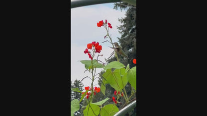 Bean - Scarlet Runner Pole Bean Seeds - Beautiful Vine and Great for Hummingbirds!