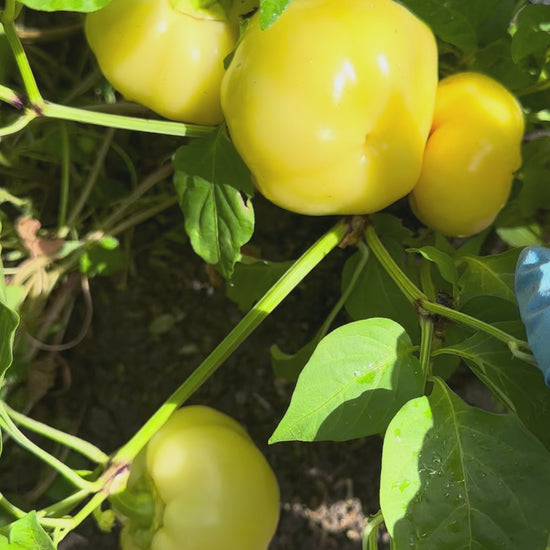 Video of creamy yellow Alma Paprika before it runs orange then matures to red.