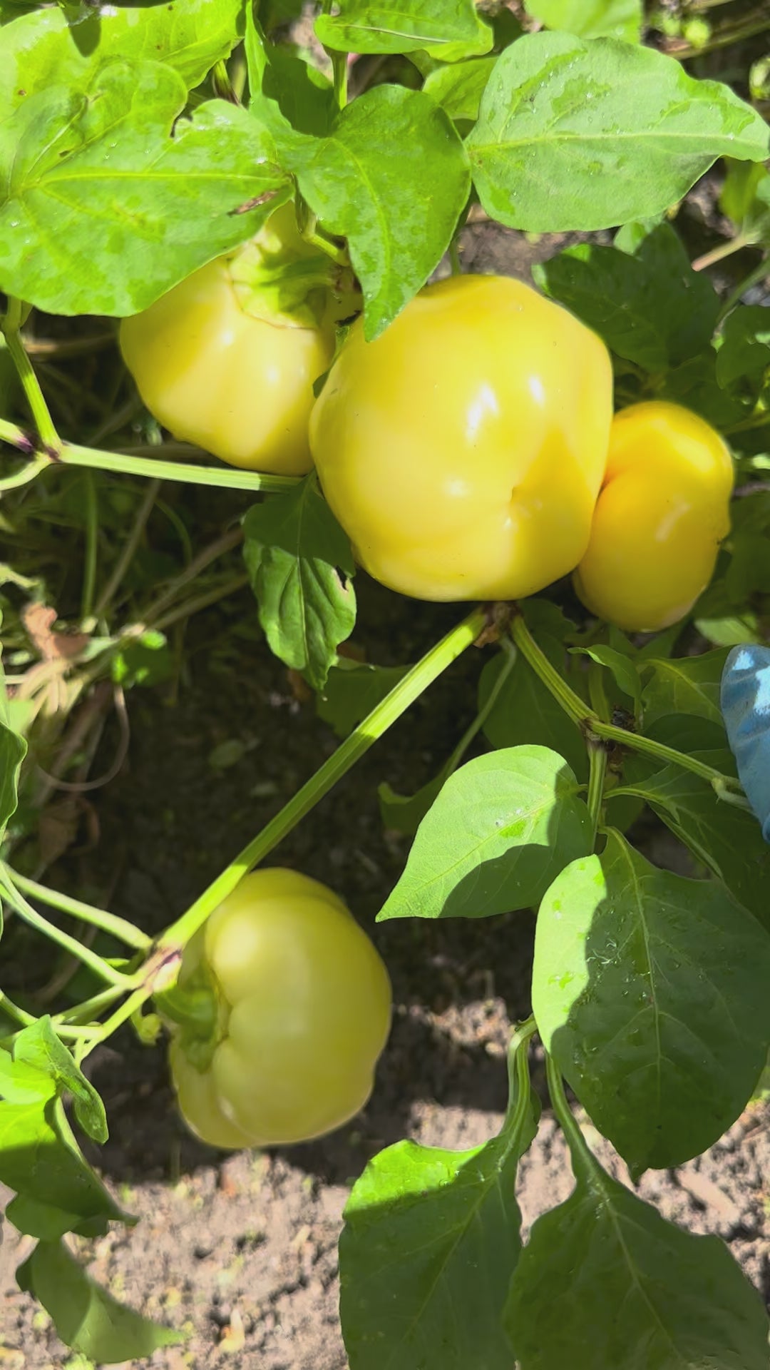 Video of creamy yellow Alma Paprika before it runs orange then matures to red.