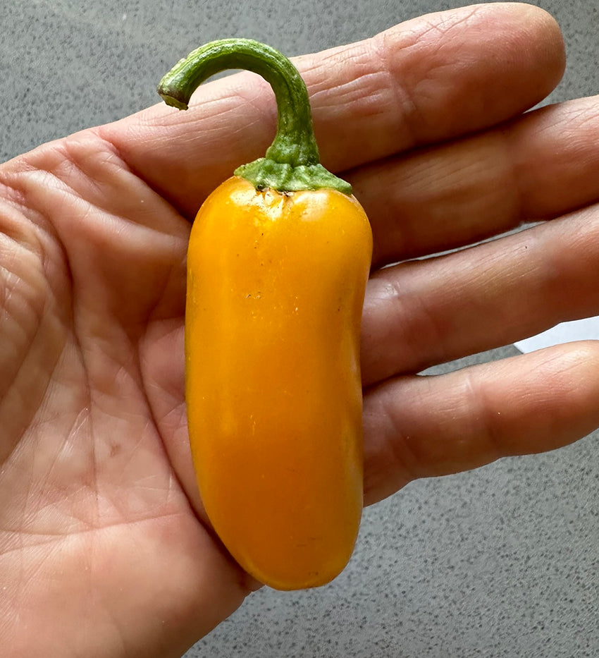 Spicy Jalapeno Pumpkin Spice NuMex in hand