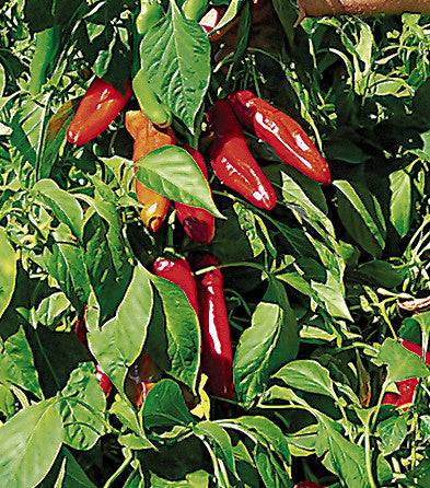Hatch Red X Hot - Ms. Junie chile peppers growing on a lush green plant, perfect for home gardeners seeking authentic New Mexico heat.