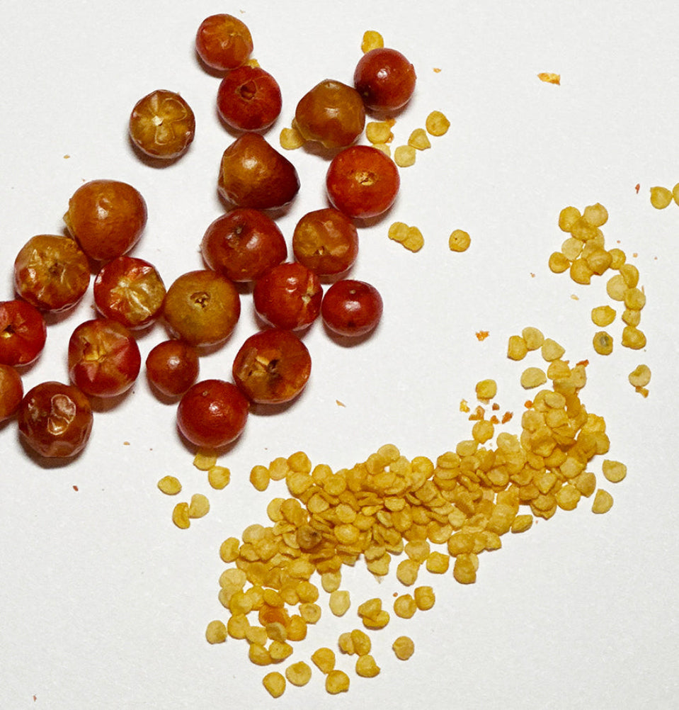 Round Sun-driedTepin Peppers with vigorous seeds. Seeds grow true round tepin peppers. Scoville 100-250k SHU.