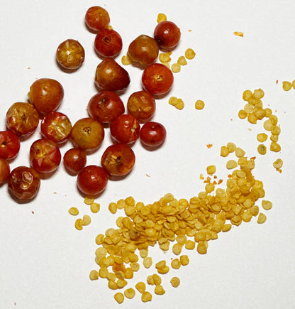Round Sun-driedTepin Peppers with vigorous seeds. Seeds grow true round tepin peppers. Scoville 100-250k SHU.