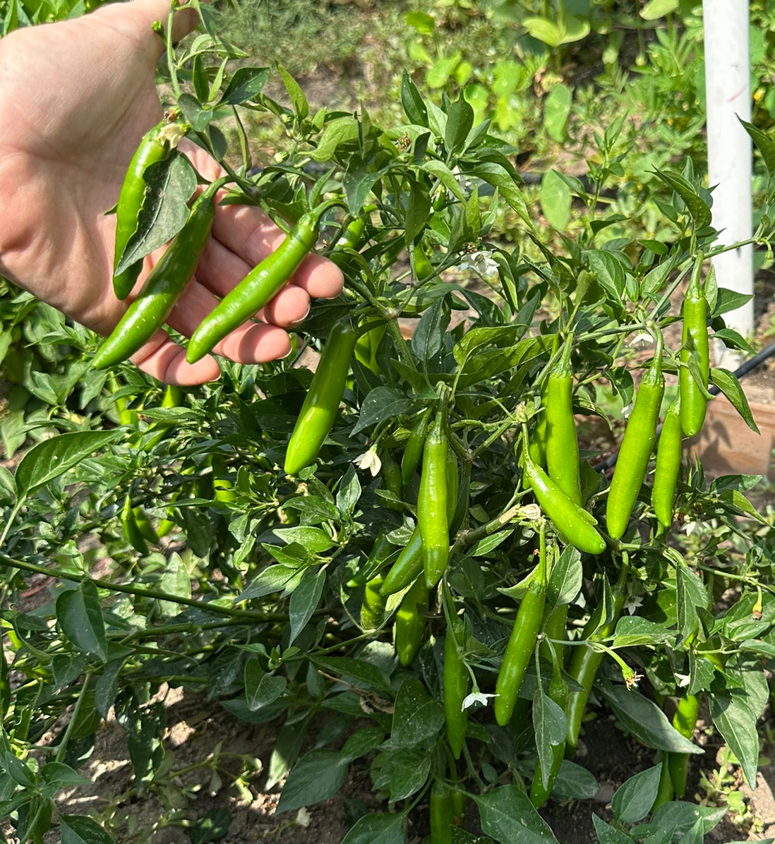 planting serrano pepper seeds Serrano Tampiqueño Seeds