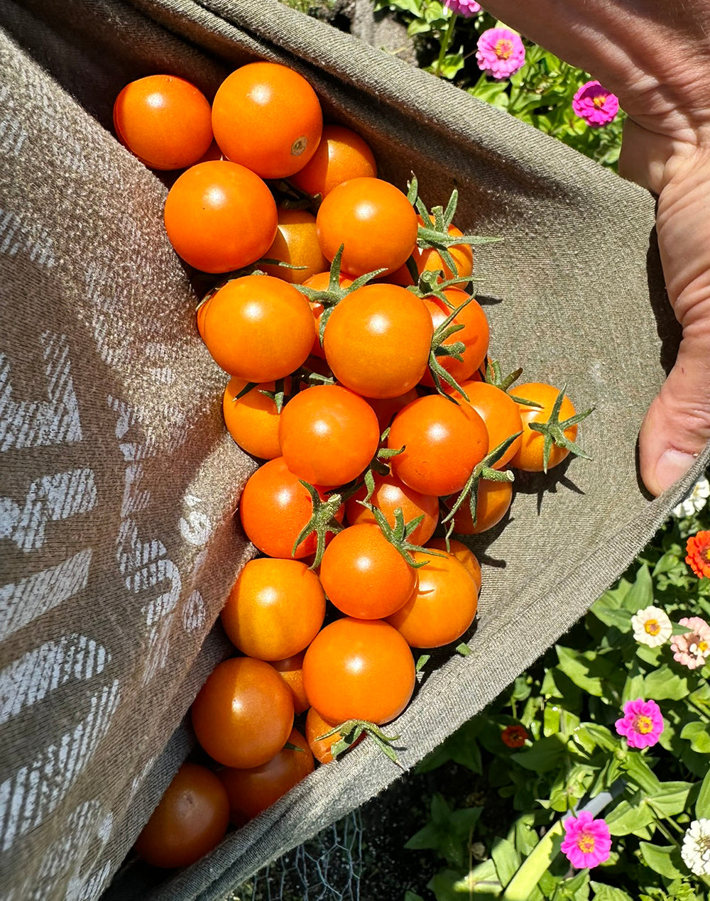 Sun Gold F1 Tomato Seeds - Delicious Sweet Cherry Tomatoes