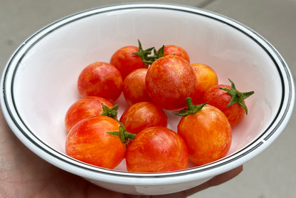 Very sweet, small, round, orange-red cherry tomatoes with green stems. In a white ceramic bowl with a black double rim, held by a hand, filled with 