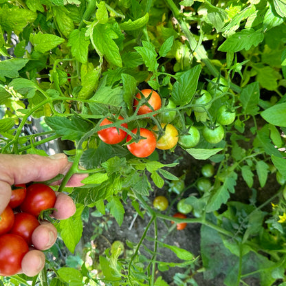 Super Sweet 100 Tomato Seeds - Great Taste - High Yield with Disease Resistance