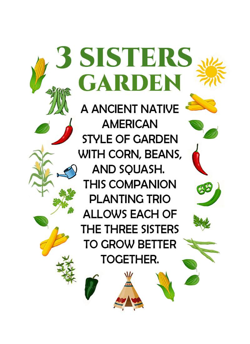 planting seeds 3 Three Sisters Garden 3-Pack: Corn, Pole Bean and Squash Seeds
