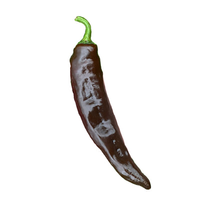 Vallero Pepper with chocolate-brown skin and curved shape, known for mild heat and rich flavor, ideal for roasting and salsas.