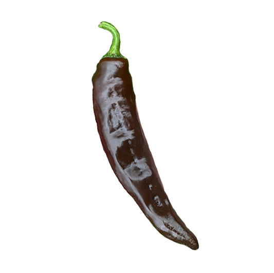 Vallero Pepper with chocolate-brown skin and curved shape, known for mild heat and rich flavor, ideal for roasting and salsas.