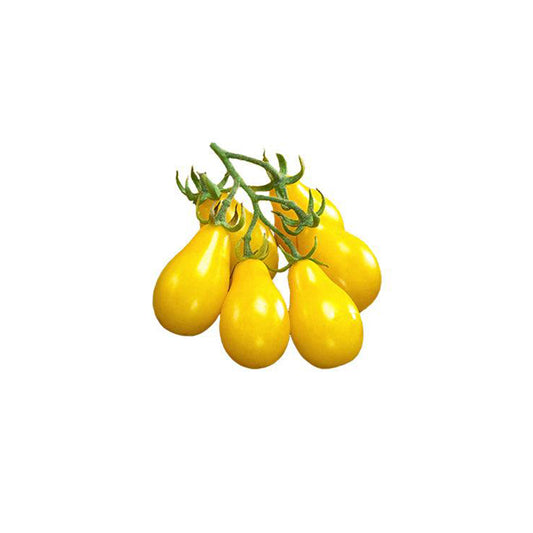 Yellow Pear Beam's Tomato Seeds - Bright Yellow Delicacies - Heirloom- ON SALE