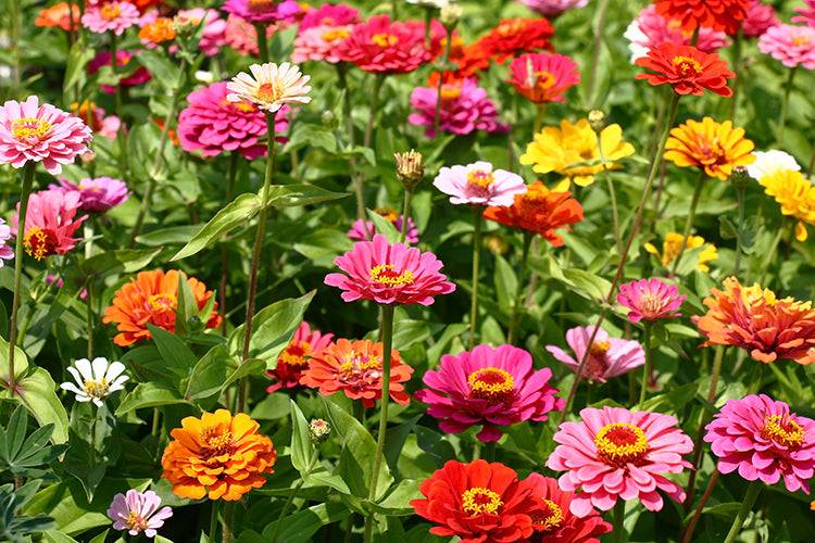 zinnias seed to flower Zinnia Cut and Come Again Flower Seeds for Pollinator Garden
