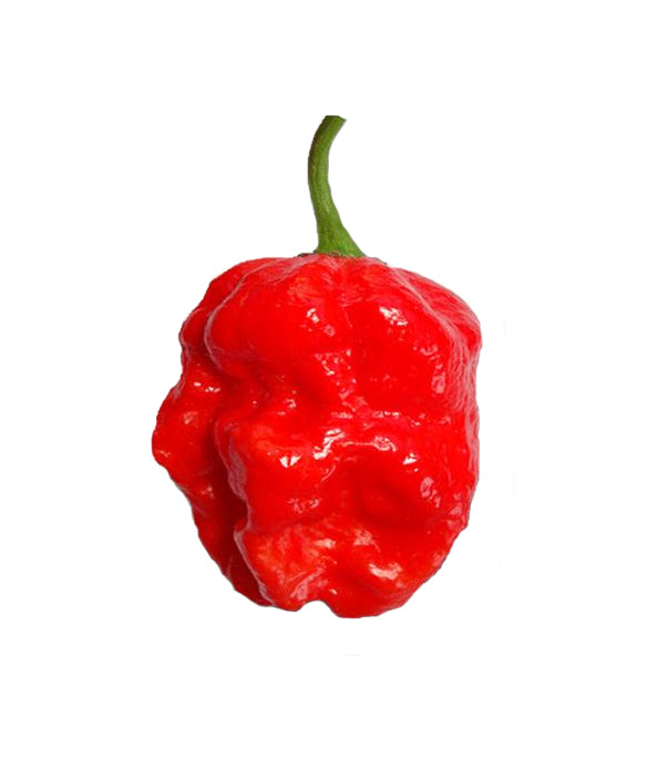 7 pot plant Trinidad 7 Pot Giant Seeds