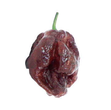 Trinidad Douglah / Chocolate 7 Pot Pepper Seeds - Sandia Seed Company