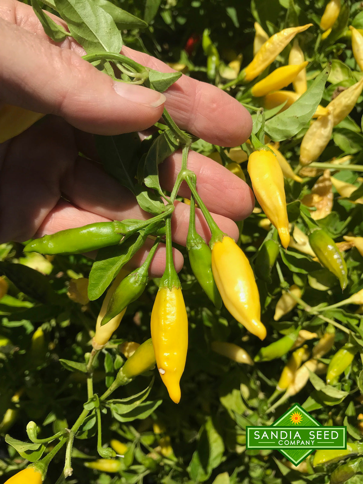 Aji Limo / Lemon Drop Pepper Seeds - Sandia Seed Company