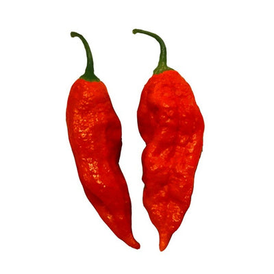 Two ripe red Bhut Jolokia Ghost Peppers with wrinkled skin, known for extreme heat and used in hot sauces and spicy dishes.