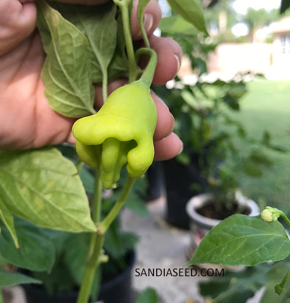 unique plant seeds Bishop Crown Seeds