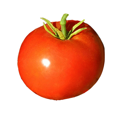 Tomato - Box Car Willie Heirloom Seeds ORG - Sandia Seed Company
