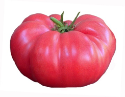 Tomato - Brandywine Pink Heirloom Seeds ORG - Sandia Seed Company