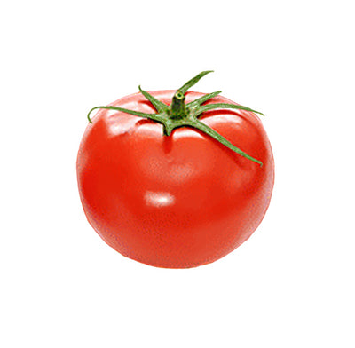 Bush Early Girl Hybrid Tomato with smooth red skin and green stem, known for heat tolerance and high yields in home gardens.