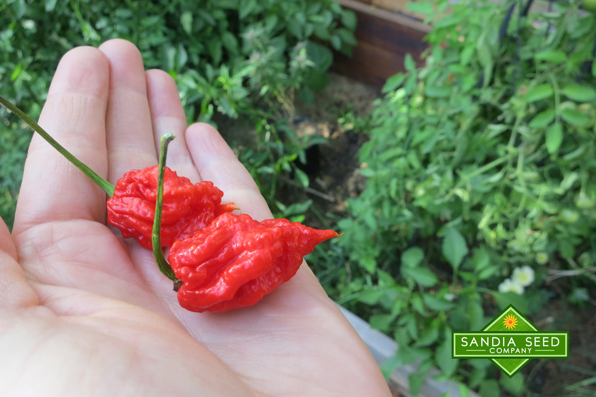 carolina reaper plant seeds Carolina Reaper Red Pepper Seeds