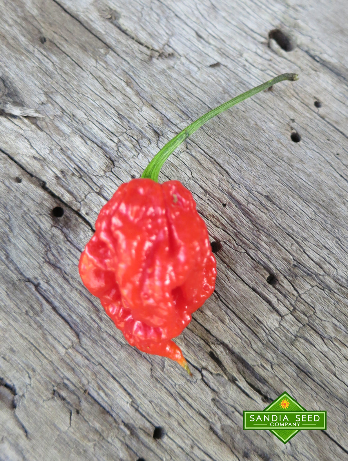 Carolina Reaper Seeds - Sandia Seed Company