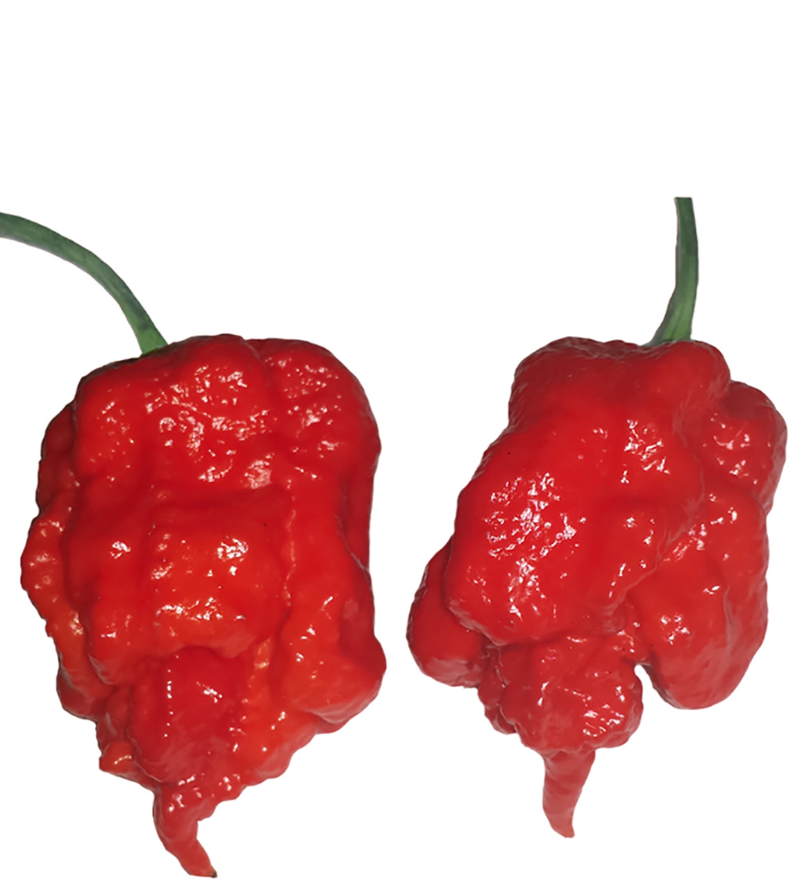 Carolina Reaper Seeds  - Photo of Ripe Pods 