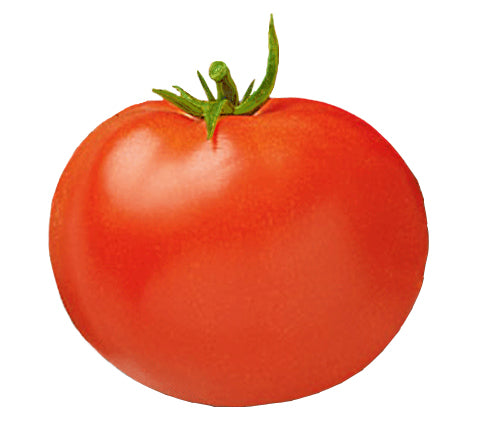 Tomato - Celebrity Hybrid Seeds ORG - Sandia Seed Company