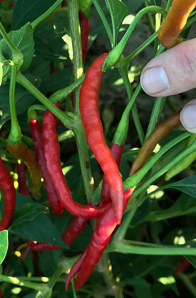 Chile de Arbol Seeds - Sandia Seed Company