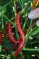 Chile de Arbol Seeds - Sandia Seed Company