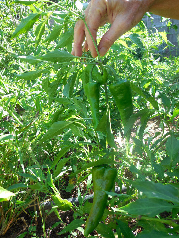 Chimayo Chile Seeds - Sandia Seed Company