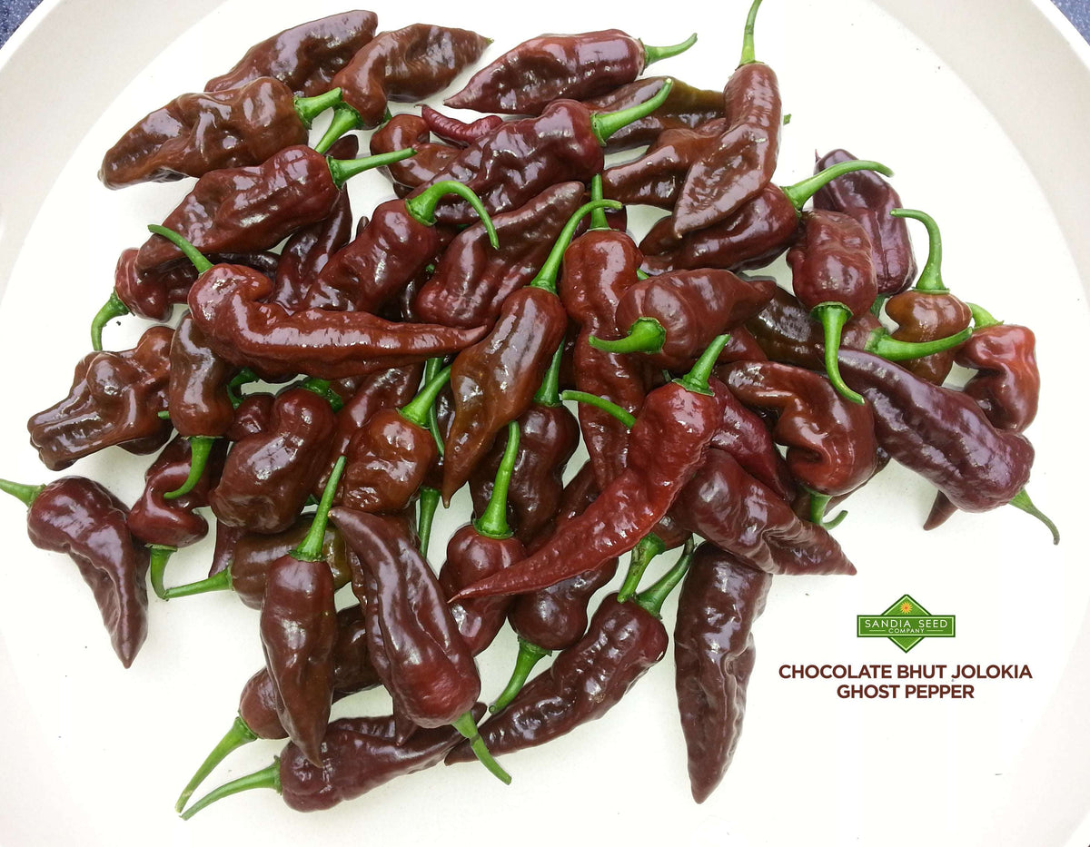 Bhut Jolokia Chocolate Seeds - Ghost Pepper - Extreme Heat, 1M SHU ...