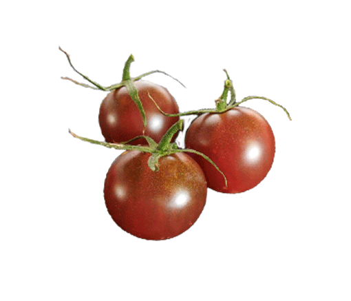 Tomato - Chocolate Cherry Heirloom Seeds ORG - Sandia Seed Company