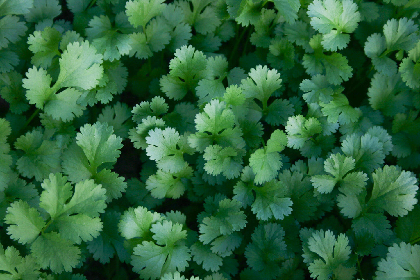 Cilantro Seeds