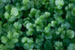 Cilantro Seeds