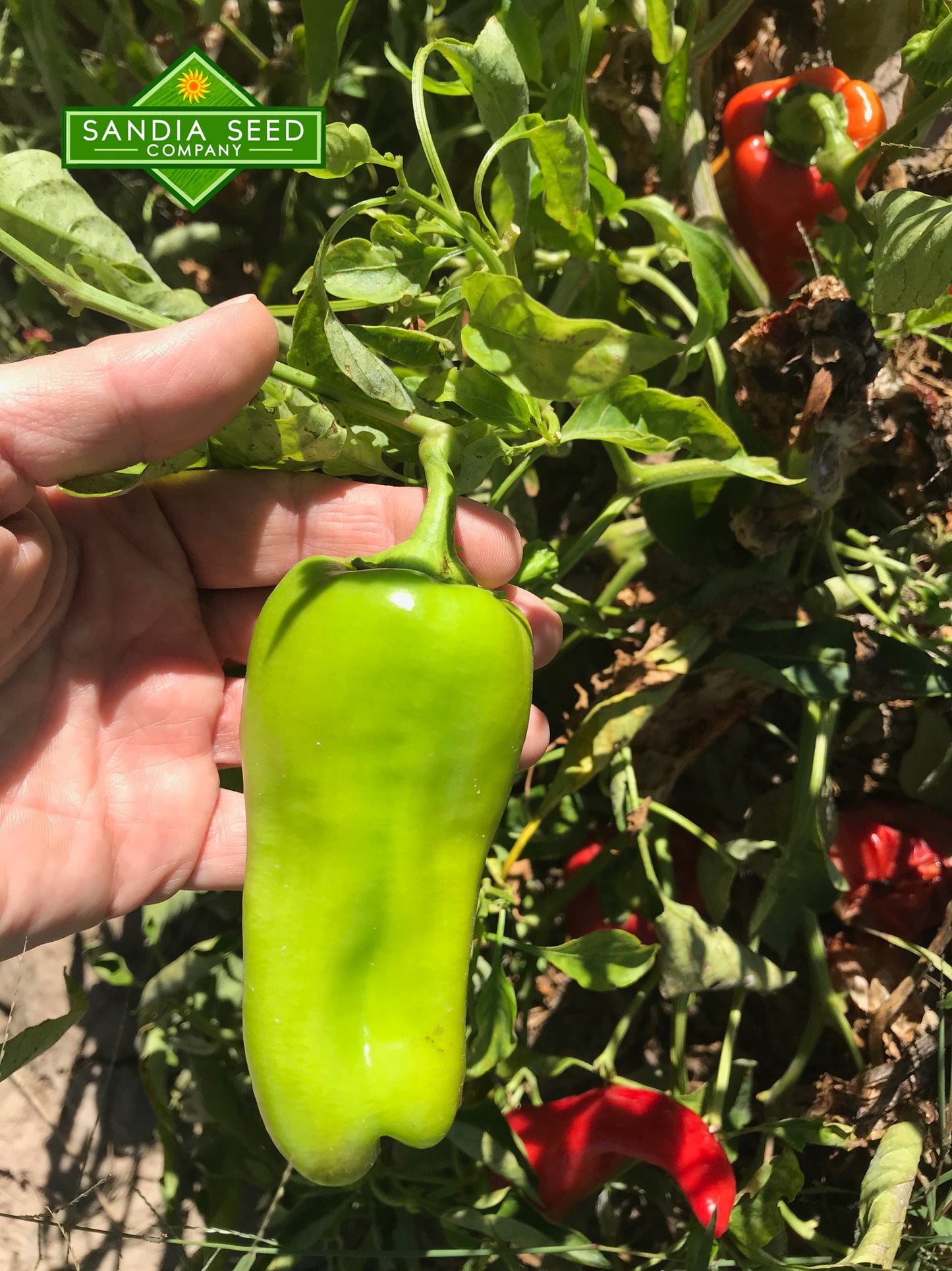 Cubanelle - Sweet Pepper Seeds - Sandia Seed Company