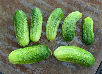 Cucumber - Homemade Pickles Seeds