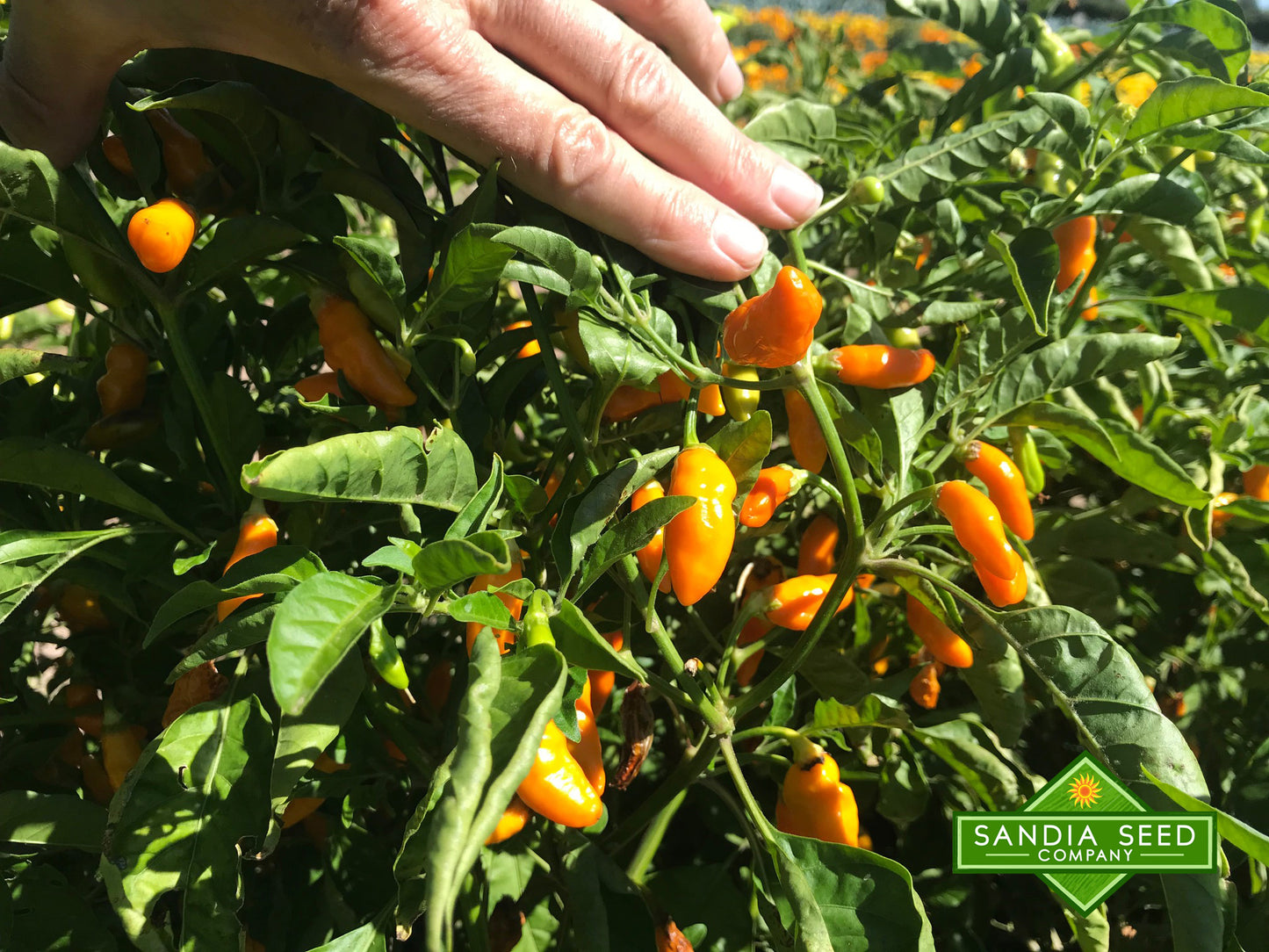 Datil Pepper Seeds - Sandia Seed Company
