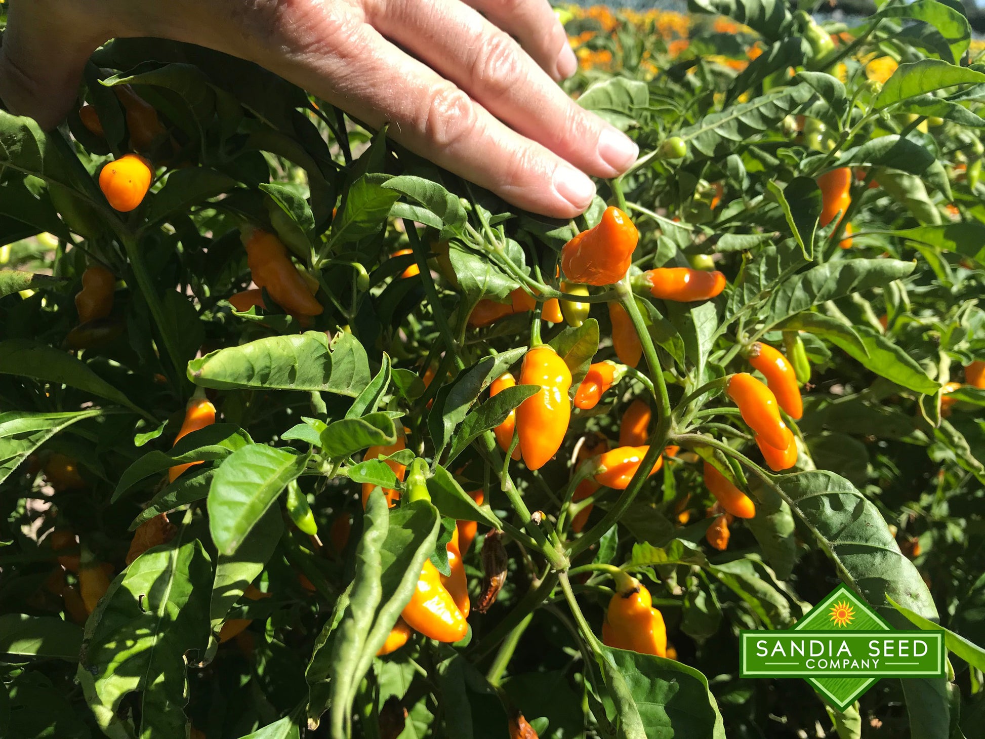 Datil Pepper Seeds - Sandia Seed Company