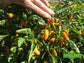 Datil Pepper Seeds - Sandia Seed Company