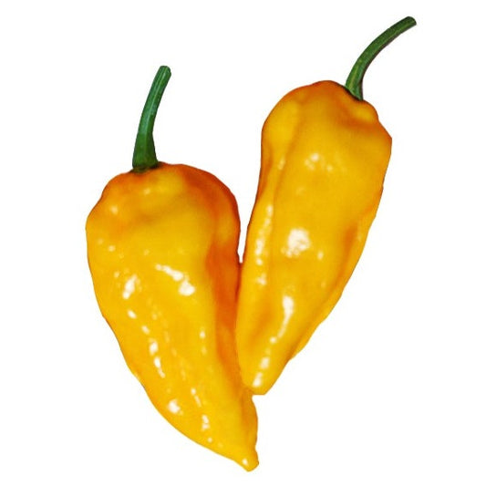 Datil Pepper Seeds - Sandia Seed Company